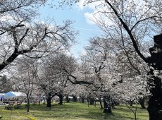 小金井国分寺